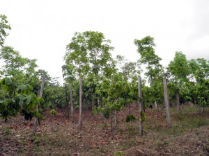 ueru1